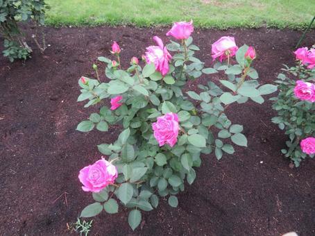真岡市の井頭公園の薔薇（ピンクピース） バラ園,ピンクピース,薔薇園の写真素材