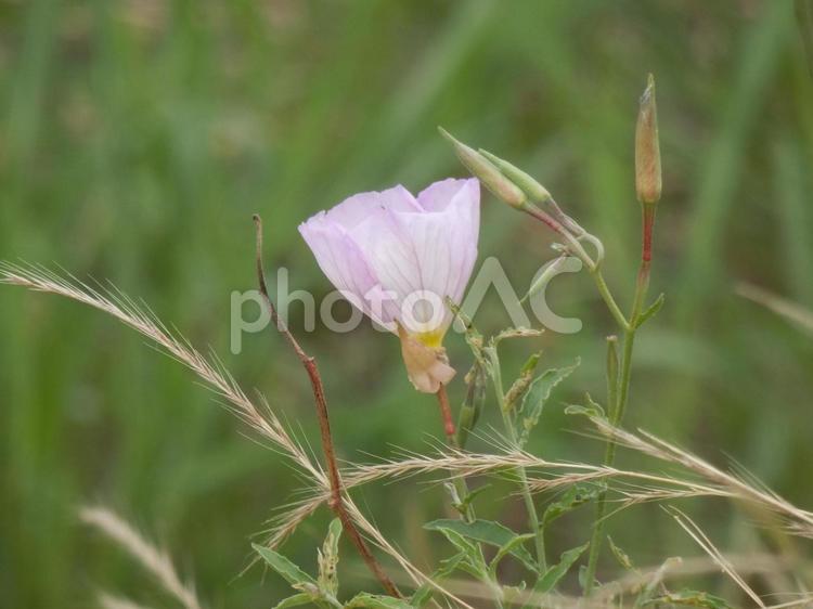 【花の写真】ヒルザキツキミソウ ヒルザキツキミソウ,昼咲月見草,ツキミソウの写真素材