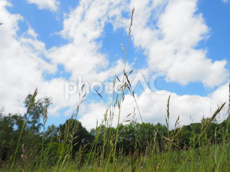 青空と夏草の風景 青空,雲,夏空の写真素材