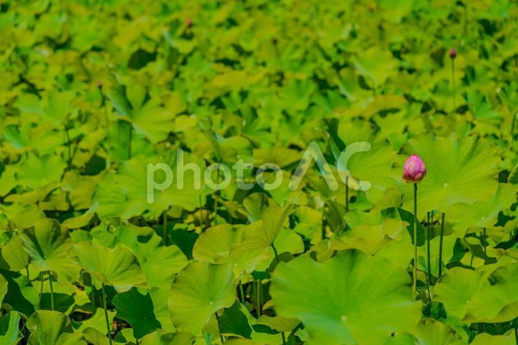 一輪の蓮の蕾 蓮の花,蓮,はすの写真素材