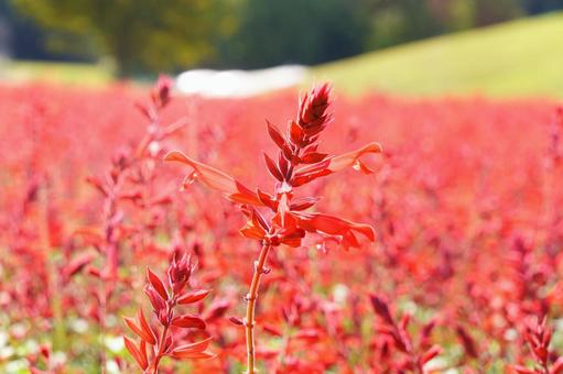 サルビア・ローマンレッド サルビア・ローマンレッド,花,赤の写真素材