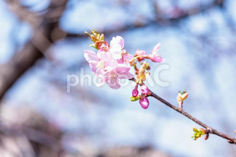 一足早い春を告げる早咲きの桜の花 春,花,青空の写真素材