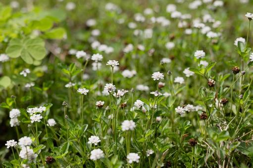 Photo, himeiwadarezou, hime rock weeds, lippia, 