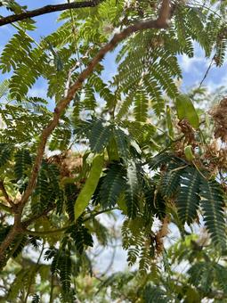Silk tree legumes, JPG Silk tree legumes, JPG