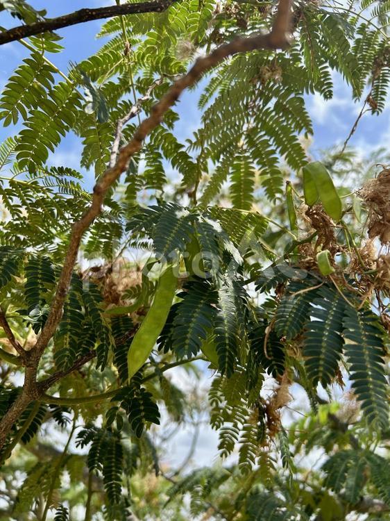 ネムノキ(ゴウカンボク)の豆果 ネムノキ,ネム,ゴウカンボクの写真素材