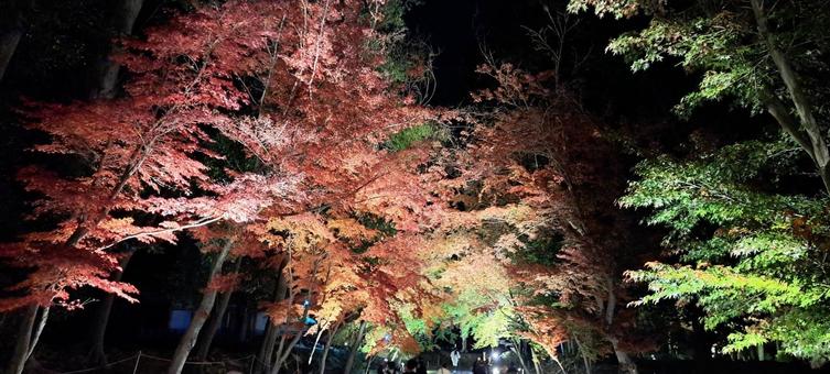 ライトアップ、紅葉、寺 ライトアップ,夜間拝観,紅葉の写真素材
