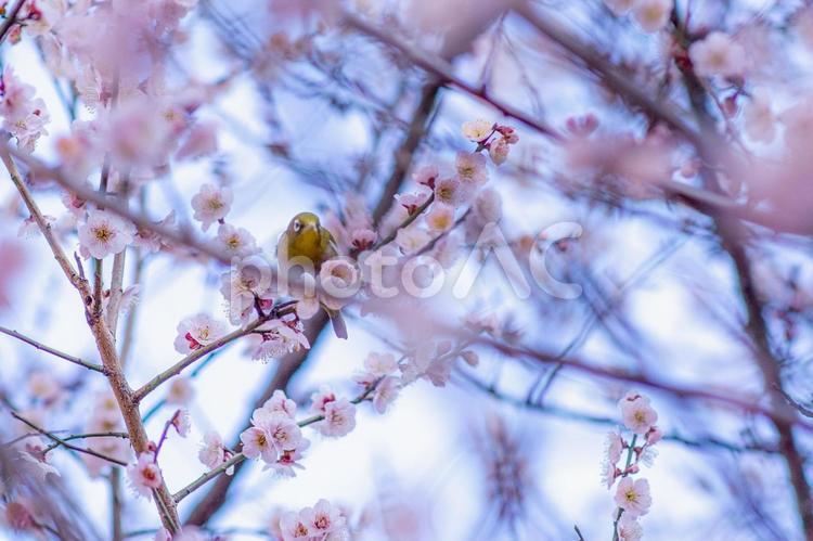 咲き誇る梅の中のメジロ 梅,メジロ,春の写真素材