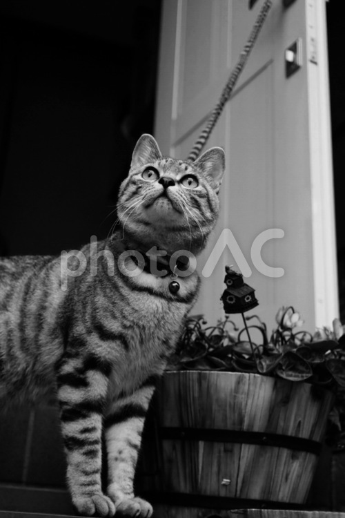 猫のいる風景 猫,サバトラ,ペットの写真素材