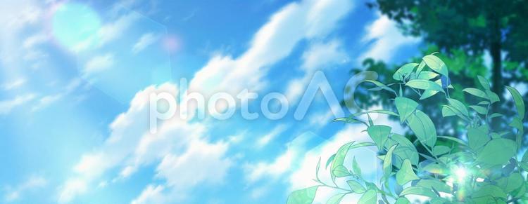 木漏れ日5 自然,木,空の写真素材