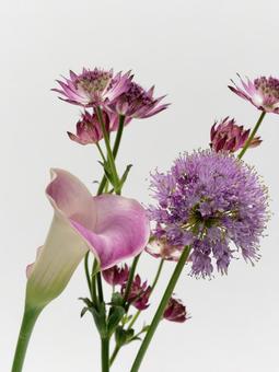 赤紫色の花たち 赤紫色の花たち 花,アストランチア,アリウムの写真素材