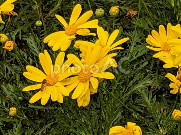 土手の黄色い花１ 花,黄色,自然の写真素材