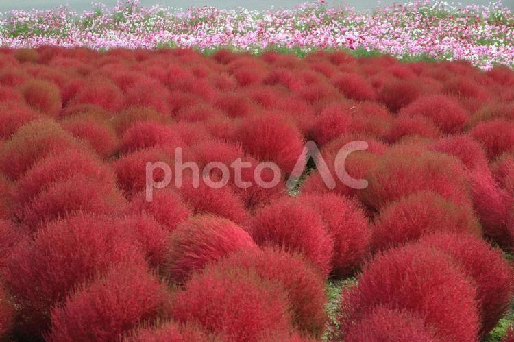 真っ赤に色づくコキアの丘 コキア,紅葉,秋の写真素材