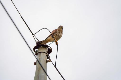 チョウゲンボウ チョウゲンボウ チョウゲンボウ,野鳥,鳥の写真素材