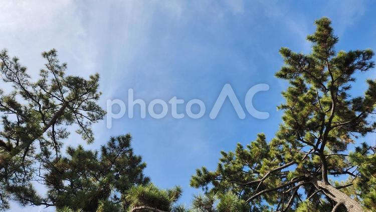 青空と松の木 空,青空,松の写真素材