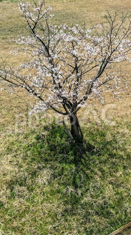 ひとり咲く春 土,地面,木の写真素材