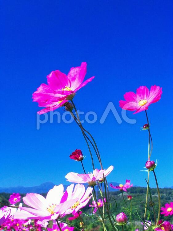 滝野すずらん丘陵公園のコスモスの花 コスモス,コスモス畑,アップの写真素材