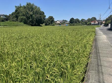 田んぼの稲 田舎町 田んぼの稲 田舎町 田んぼ,田,稲作の写真素材