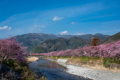 伊豆、早咲きの河津桜並木、早春の風景 伊豆、早咲きの河津桜並木、早春の風景 河津桜,桜,春の写真素材