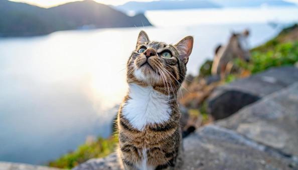 上を見上げる猫 上を見上げる猫の写真