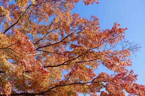秋の青空と紅葉 秋の青空と紅葉 紅葉,秋,風景の写真素材