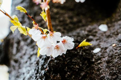 Cherry Blossoms, JPG