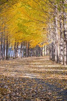 北海道札幌市　星観緑地の秋景色 北海道,札幌,札幌市の写真素材