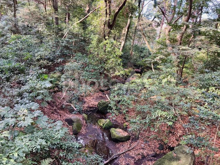 川と草木 川,水,草の写真素材