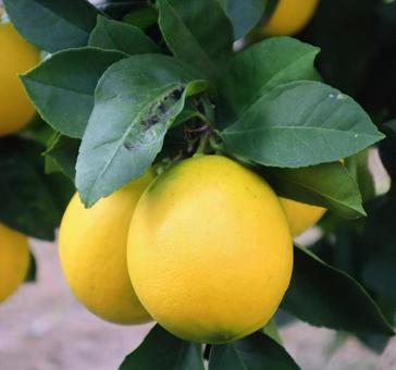 枸櫞（クエン） レモン,食べ物,植物の写真素材
