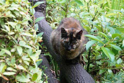 見つめるサビ猫 猫,サビ猫,野良猫の写真素材