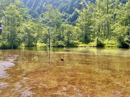夏の光に輝く田代池の流れ 夏の光に輝く田代池の流れの写真
