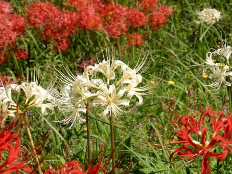 【彼岸花の写真】彼岸花が咲く風景 彼岸花,ヒガンバナ,自然の写真素材