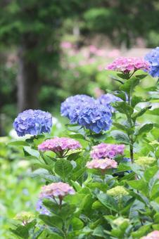 Hydrangea, JPG Hydrangea, JPG