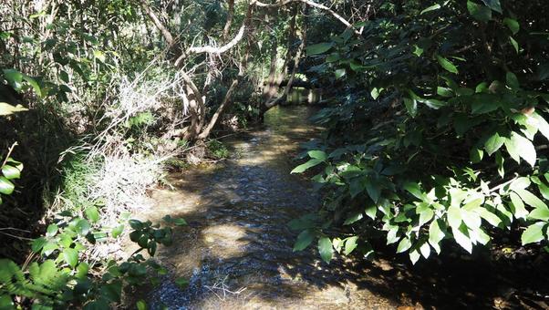 Forests, forests, streams, sunbeams, parks, rừng, bàn chải chà, rừng, JPG