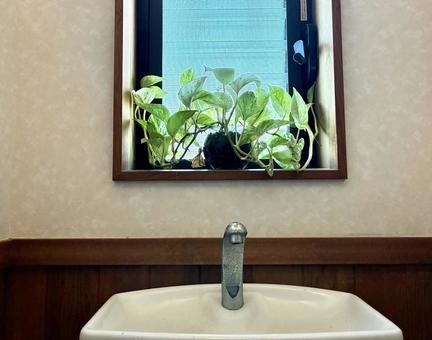 トイレに観葉植物 トイレ,タンク,お手洗いの写真素材