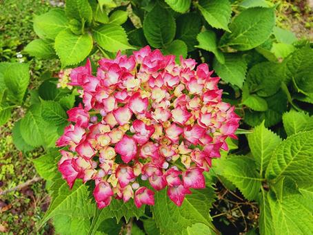 garden, JPG garden, JPG