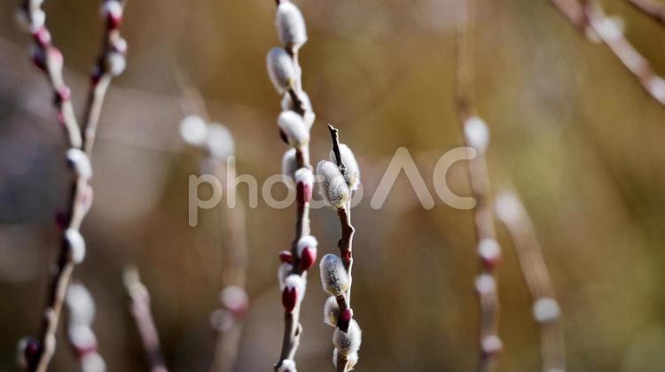 ほっこりふんわりネコヤナギ ネコヤナギ,花穂,白の写真素材