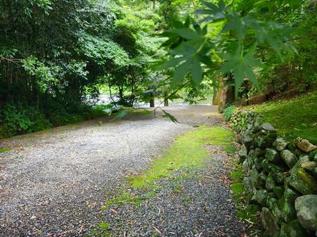 青紅葉輝く河川 青紅葉輝く河川 自然,景色,樹木の写真素材