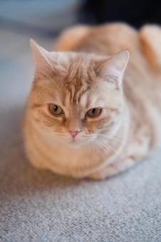 Brown tabby cat, JPG