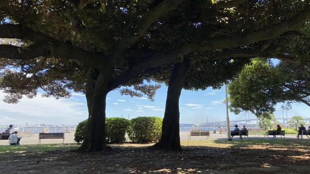 公園の木陰 公園の木陰の写真