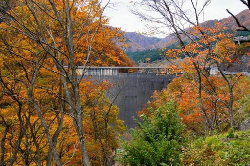 鳴子ダムの紅葉⑷ 秋,紅葉,山の写真素材
