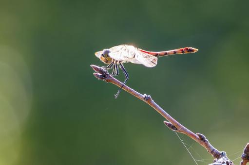 アキアカネ(29) トンボ,アキアカネ,赤とんぼの写真素材