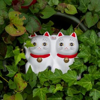 招き猫 招き猫,幸運,福の写真素材