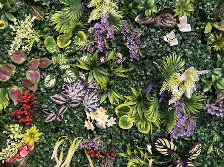 グリーンウォール 背景,壁紙,つぼみの写真素材