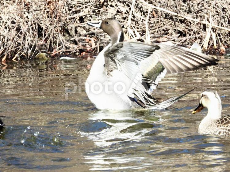 羽ばたくオナガガモ 鳥,野鳥,オナガガモの写真素材