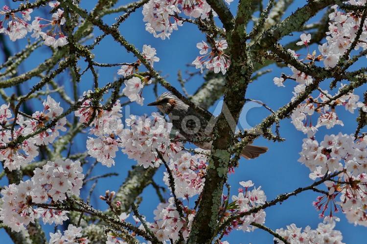 青空の下、桜の蜜を吸いに来たヒヨドリ 木,満開,花の写真素材