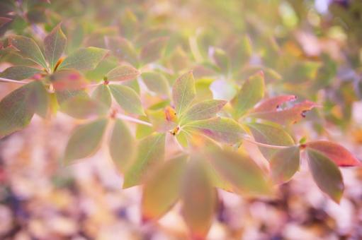 美しい秋の紅葉の写真