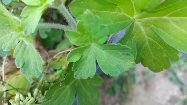 フウロソウ属の植物は区別が難しい フウロソウ属の植物は区別が難しいの写真