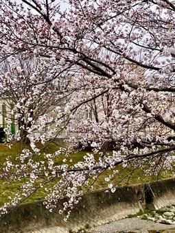 花見 花見の写真