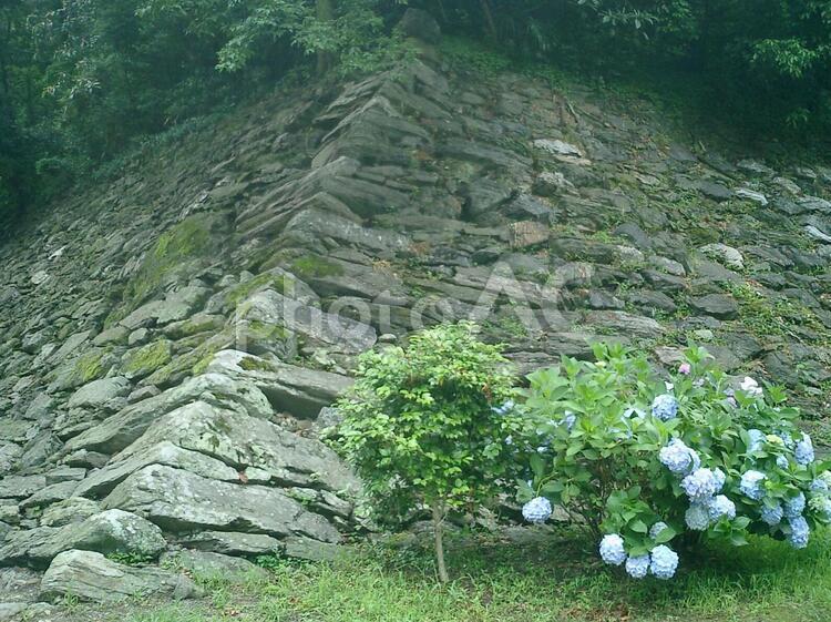 和歌山城山吹渓のあじさい 和歌山城の写真素材