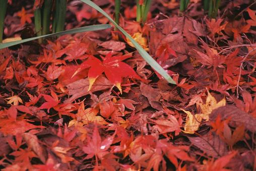 モミジのじゅうたん 秋,もみじ,紅葉の写真素材